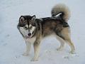 scout 12-2010 13